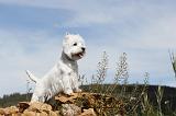 WESTIE 058